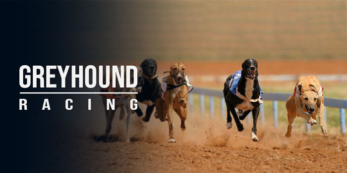 Dorahoki – Situs Meraih Jackpot Bermain Parlay Greyhound Racing