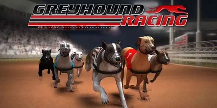 Teknik Jitu dan Cerdas Menang Besar di Parlay Greyhound Racing
